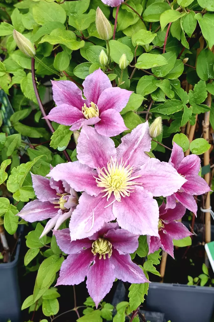 Clematis patens 'Nelly Moser' - Kärhöt - 100927 - 1