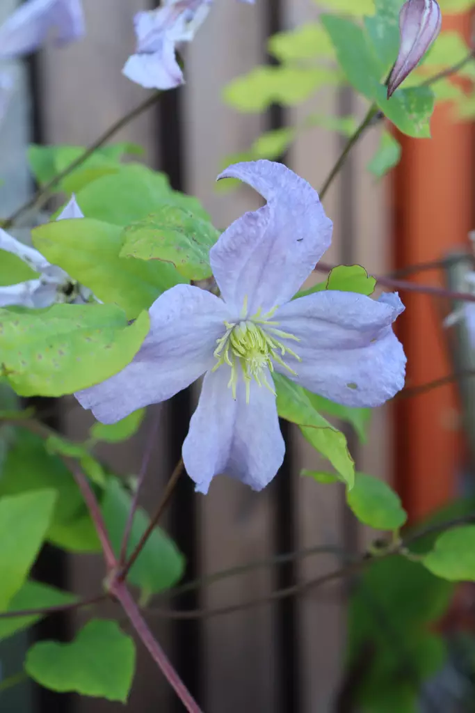 Clematis viticella 'Prince Charles' - Kärhöt - 104757 - 1