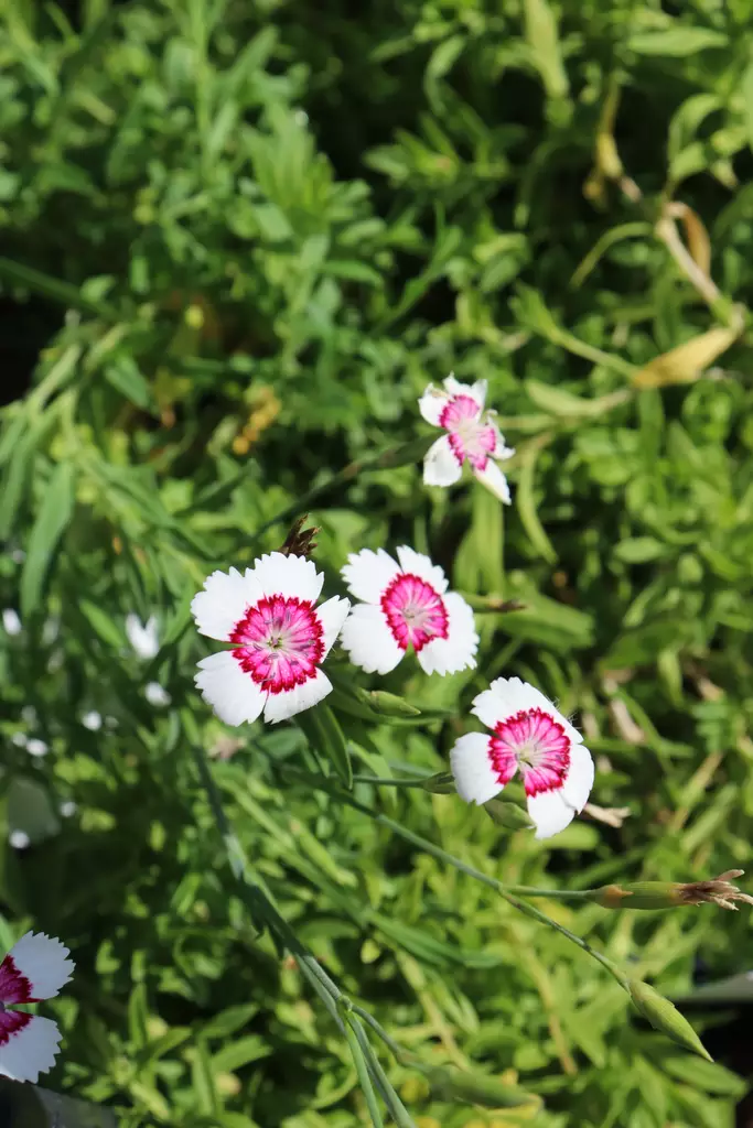 Dianthus deltoides 'Arctic Fire' - Kivikko- maanpeiteperennat - 101057 - 1