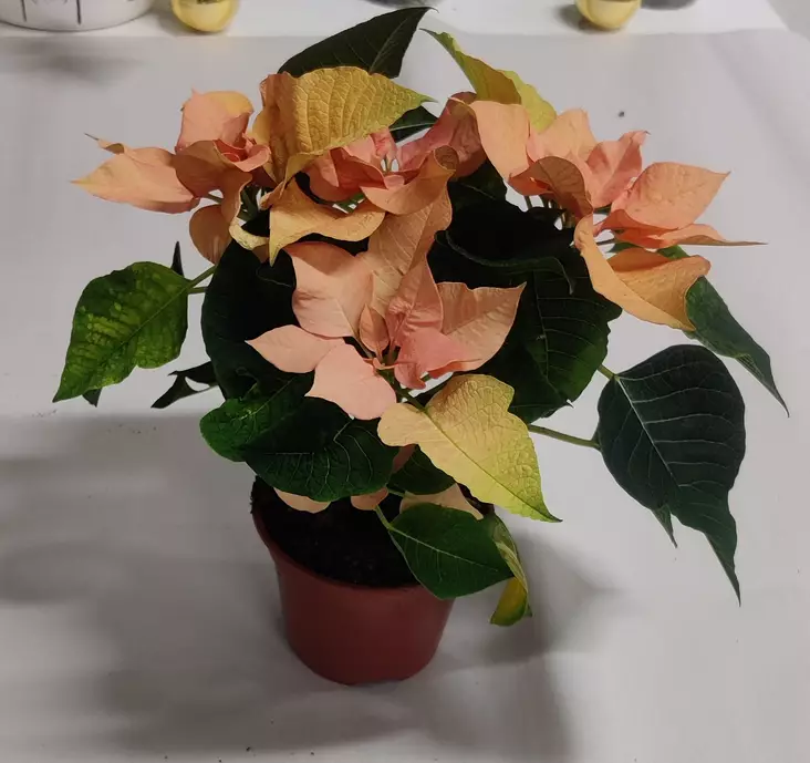 Euphorbia pulcherrima 'Autumn Leaves' - Joulukukat - 103567 - 1