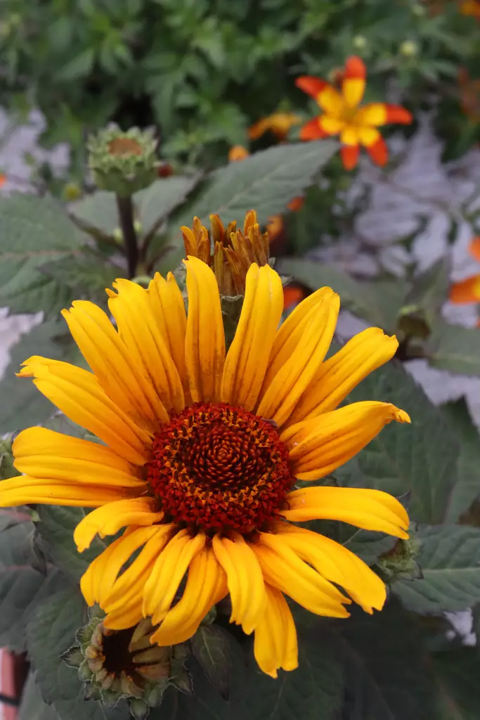 Heliopsis helianthoides 'Punto Rosso' - Muut kesäkukat - 104897 - 1