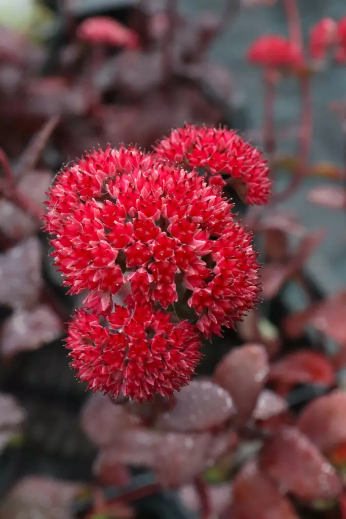 Hylotelephium (Sedum) 'Red Cauli' - Maksaruohot - 101387 - 1