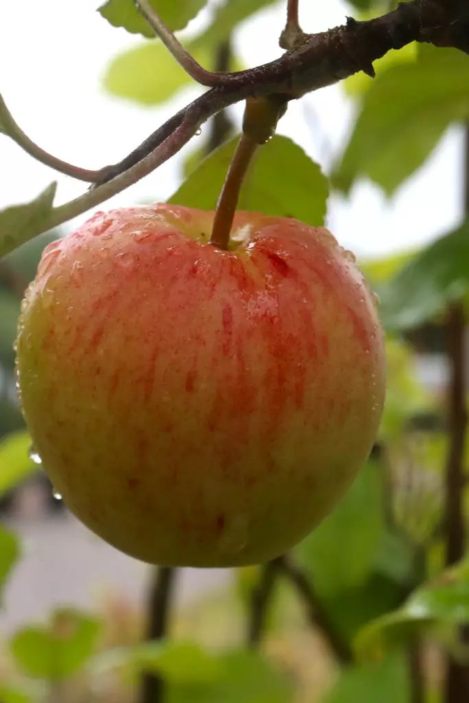 Malus domestica 'Norland' - Kesäomenapuut - 104637 - 1