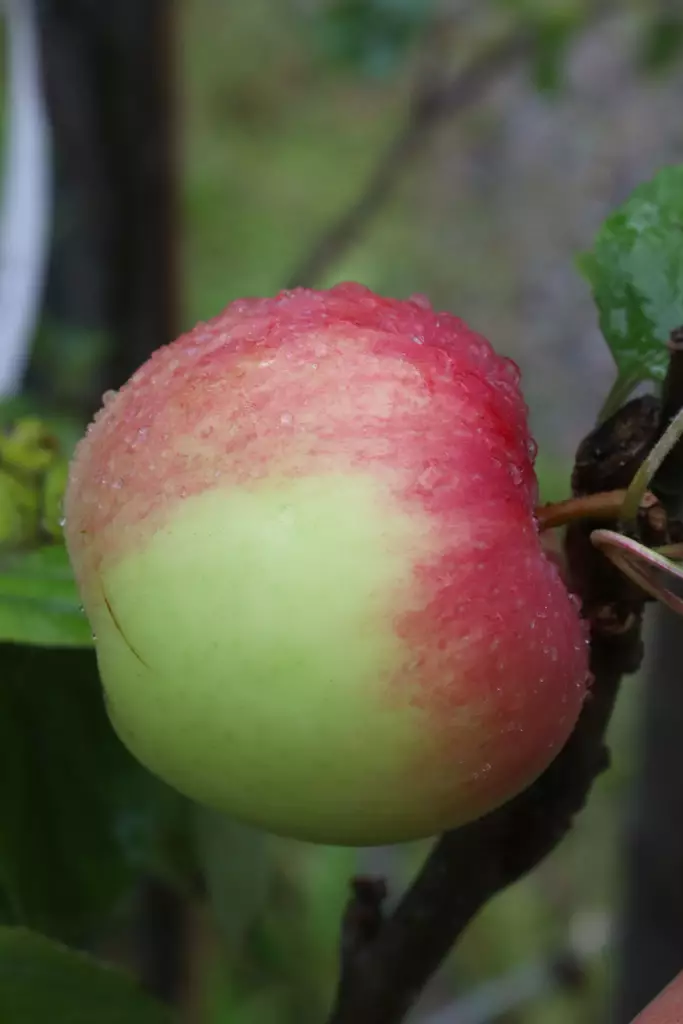Malus domestica 'Uslada' - Syysomenapuut - 100767 - 1