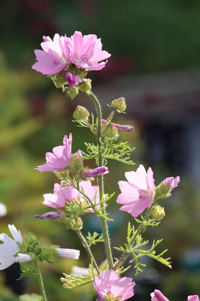 Malva moschata - Muut perennat - 101227 - 1