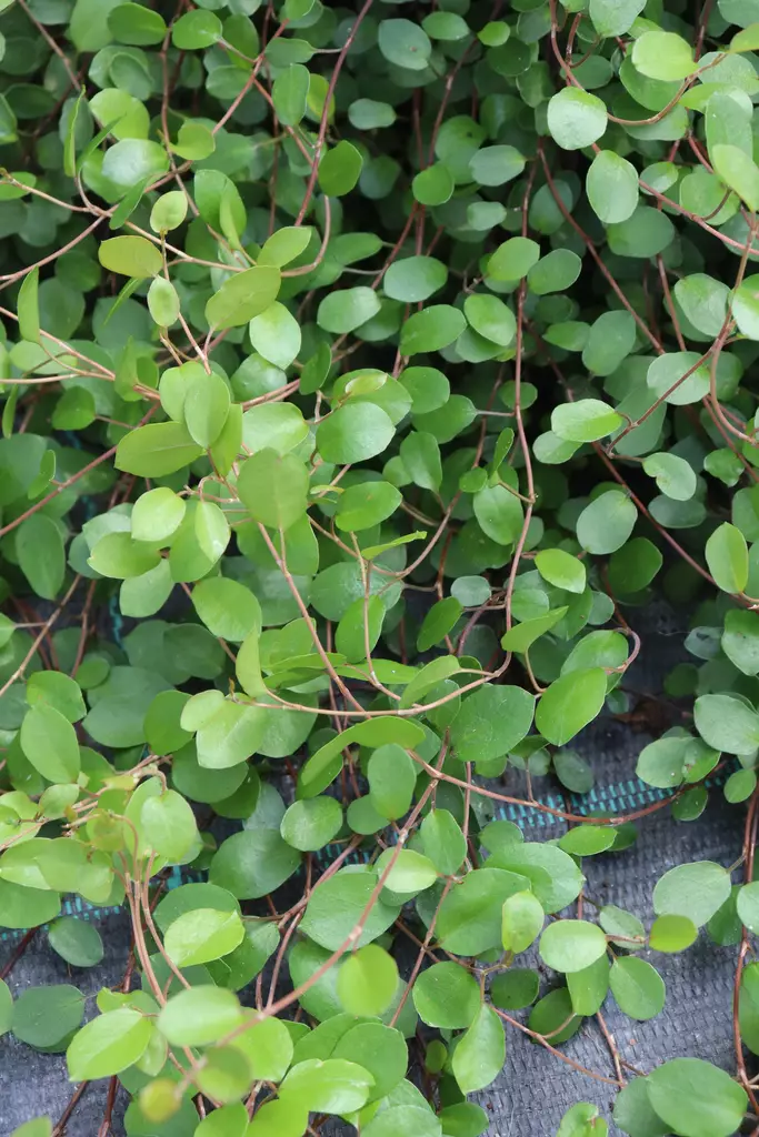 Muehlenbeckia complexa - Muut kesäkukat - 101617 - 1