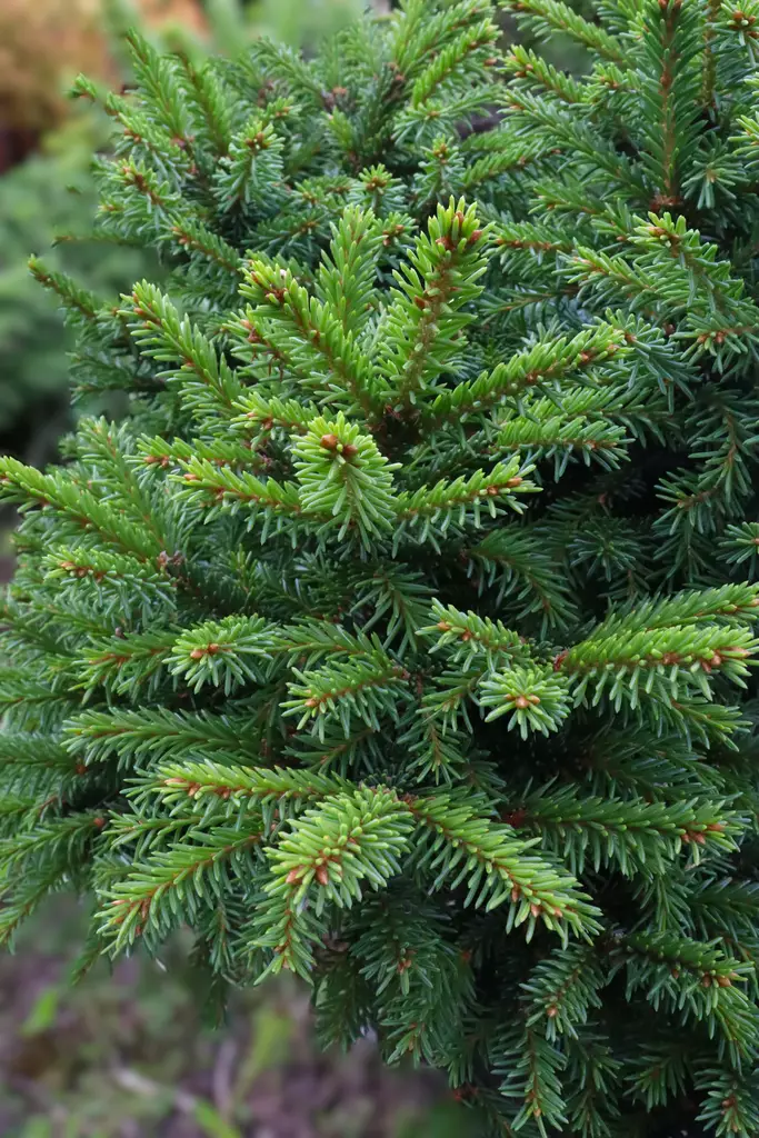 Picea abies 'Samponpallo' - Kuuset - 100497 - 1