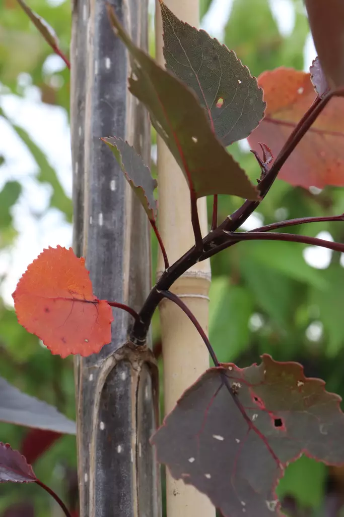 Populus deltoides 'Purple Tower' - Muut puut - 104727 - 1