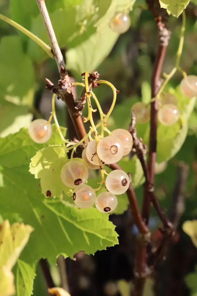 Ribes rubrum 'Piikkiön Helmi' - Herukkapensaat - 100607 - 1