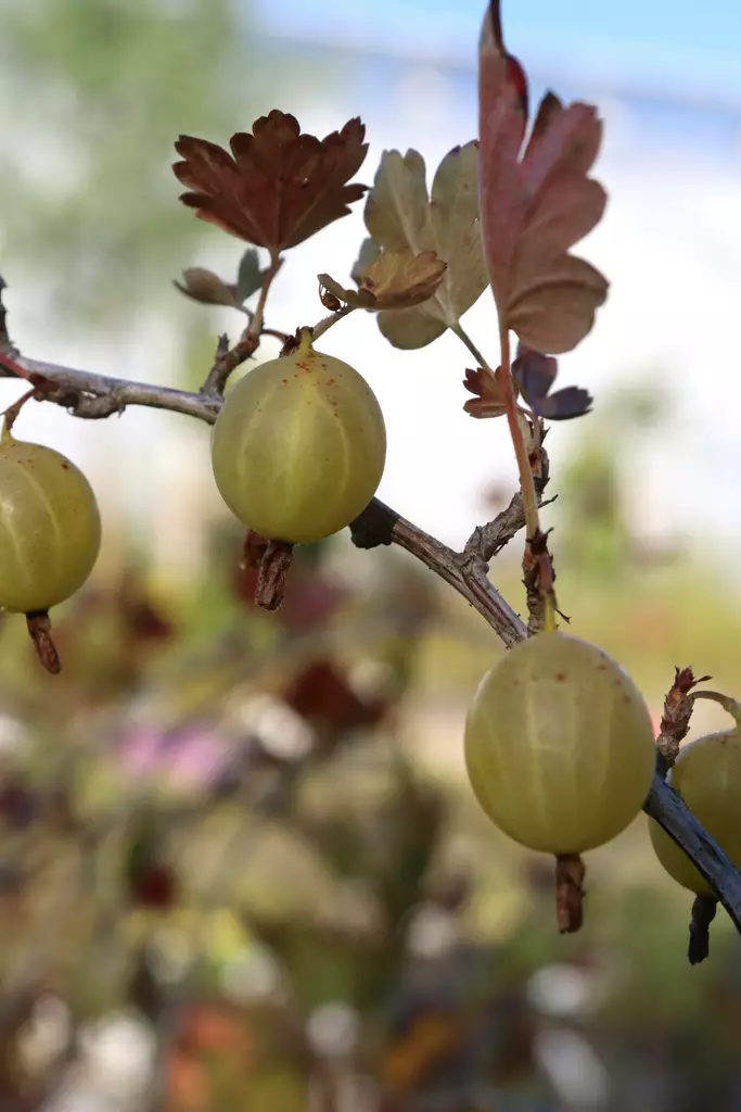 Ribes uva-crispa 'Hinnonmäki keltainen' - Karviaispensaat - 104167 - 1