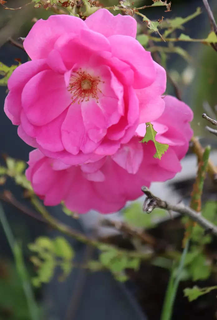 Rosa 'Frontenac' - Pensasruusut - 103877 - 1