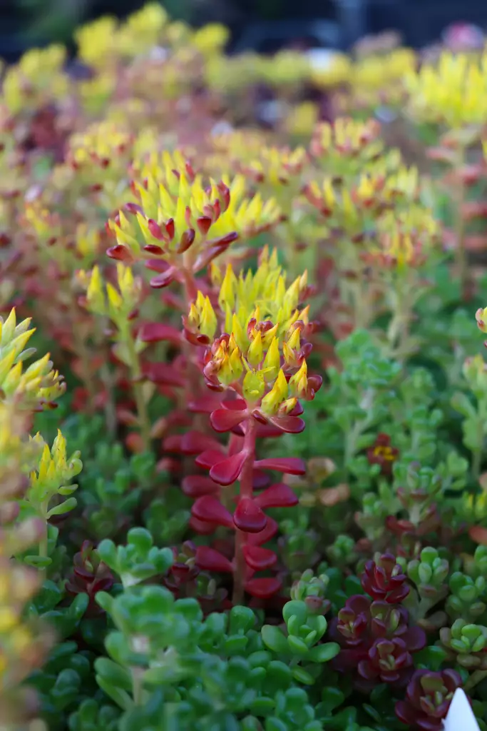 Sedum oreganum - Maksaruohot - 103057 - 1