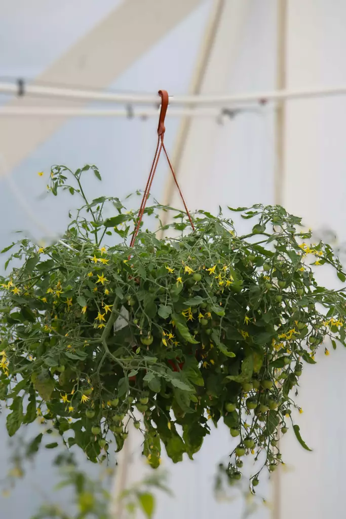 Solanum lycopersicum - Tomaatin taimet - 101687 - 1