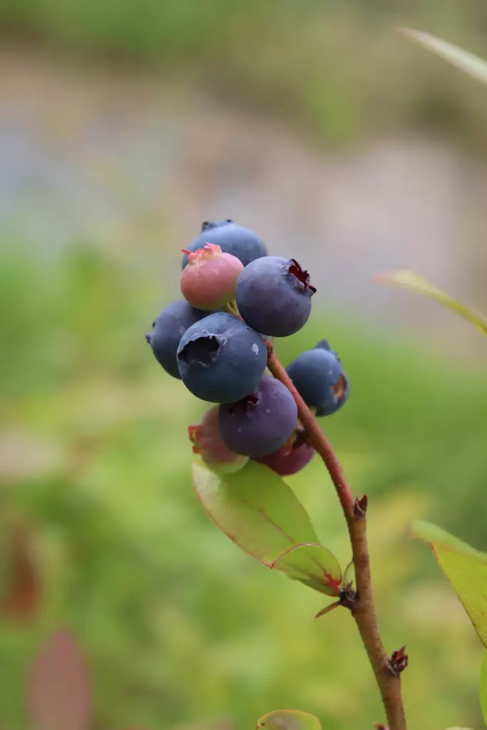 Vaccinium angustifolium 'Jorma' FinE - Mustikkapensaat - 100677 - 1