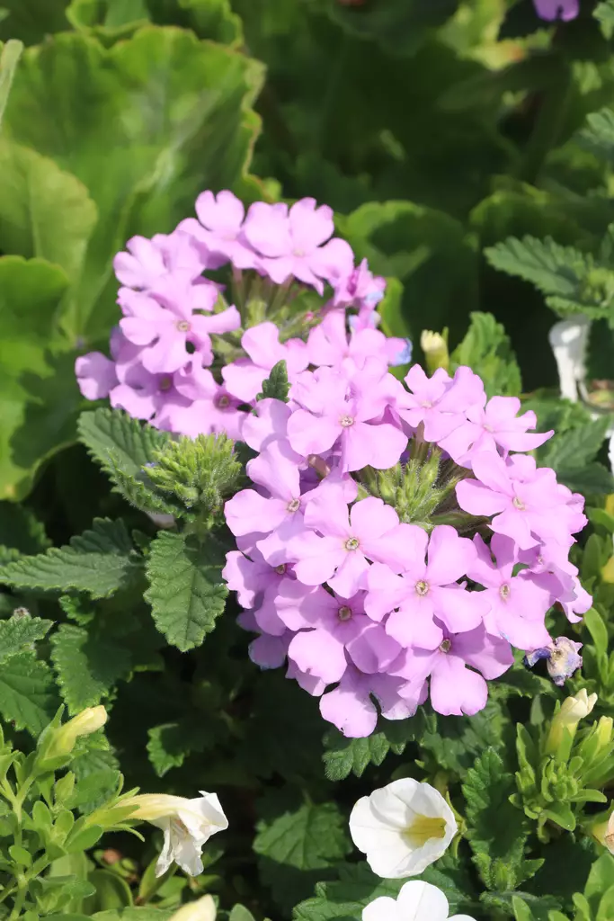 Verbena bipinnatifida - Muut kesäkukat - 101667 - 1
