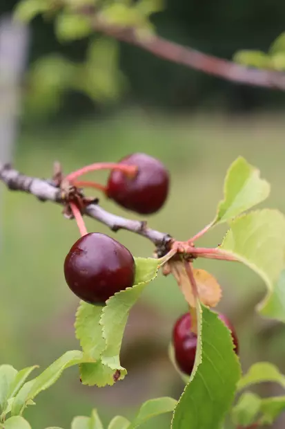 Prunus cerasus 'Varjomorelli' - Hapankirsikkapuut - 104658 - 2