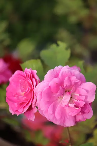 Rosa 'Morden Centennial' - Pensasruusut - 100458 - 1