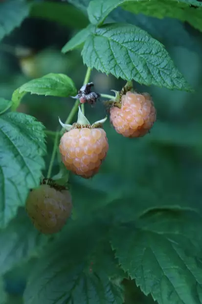 Rubus idaeus 'Fallgold' - Vadelmapensaat - 104358 - 1