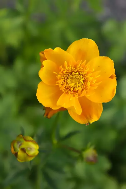 Trollius chinensis 'Golden Queen' - Muut perennat - 101248 - 1
