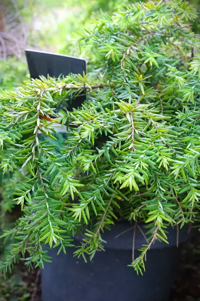 Tsuga canadensis 'Jeddeloh' - Muut Havukasvit - 100538 - 1