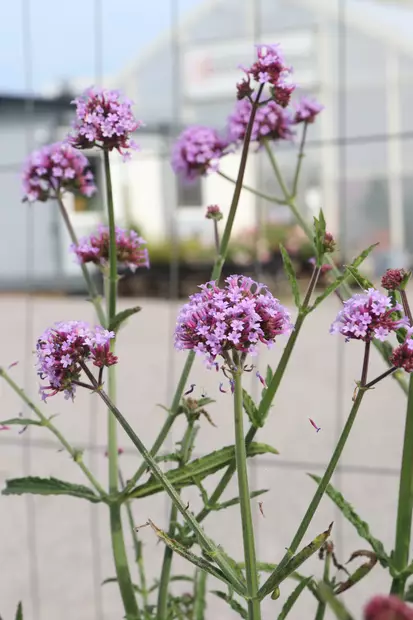 Verbena bonariensis - Muut kesäkukat - 101668 - 1