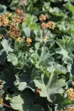 Alchemilla erythropoda - Muut perennat - 101038 - 1