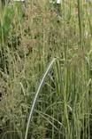 Calamagrostis x acutiflora 'Avalanche' - Koristeheinät - 103778 - 1