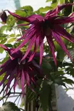 Clematis macropetala 'Octopus' - Kärhöt - 103678 - 2