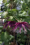 Clematis macropetala 'Octopus' - Kärhöt - 103678 - 1