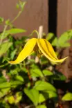 Clematis tangutica - Kärhöt - 100898 - 2