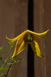 Clematis tangutica - Kärhöt - 100898 - 1
