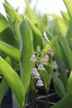 Convallaria majalis 'Rosea' - Muut perennat - 100968 - 1