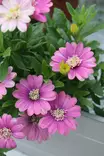 Dimorphoteca (Osteospermum) ecklonis - Muut kesäkukat - 101618 - 2