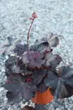 Heuchera 'Starry Night' - Keijunkukat - 104498 - 1