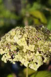 Hydrangea arborescens Sublime Annabelle® - Hortensiat - 104738 - 1
