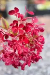 Hydrangea paniculata 'Diamant rouge' - Hortensiat - 100068 - 1