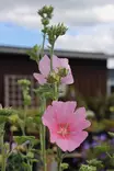 (Lavatera) Malva thuringiaca - Muut perennat - 101308 - 1