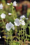 Malva moschata 'Alba' - Muut perennat - 101228 - 1