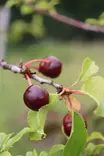 Prunus cerasus 'Varjomorelli' - Hapankirsikkapuut - 104658 - 2