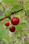 Prunus cerasus 'Varjomorelli' - Hapankirsikkapuut - 104658 - 1