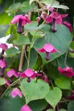 Rhodochiton atrosanguineum - Muut kesäkukat - 101648 - 1