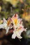 Rhododendron 'Tri-Lights' - Atsaleat - 100278 - 1