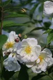 Rosa Helenae-Group 'Lykkefund' - Köynnösruusut - 100408 - 2