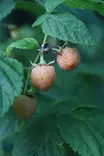 Rubus idaeus 'Fallgold' - Vadelmapensaat - 104358 - 1