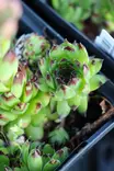 Sempervivum 'Black Top' - Kivikko- maanpeiteperennat - 102578 - 2