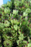 Sempervivum tectorum - Kivikko- maanpeiteperennat - 101108 - 2