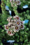 Sempervivum tectorum - Kivikko- maanpeiteperennat - 101108 - 1