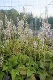 Tiarella wherryi - Muut perennat - 101358 - 1