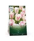 Tulppaani sipuli 'Graceland' - Kukansipulit ja -mukulat - 105068 - 1