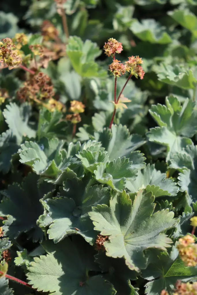 Alchemilla erythropoda - Muut perennat - 101038 - 1
